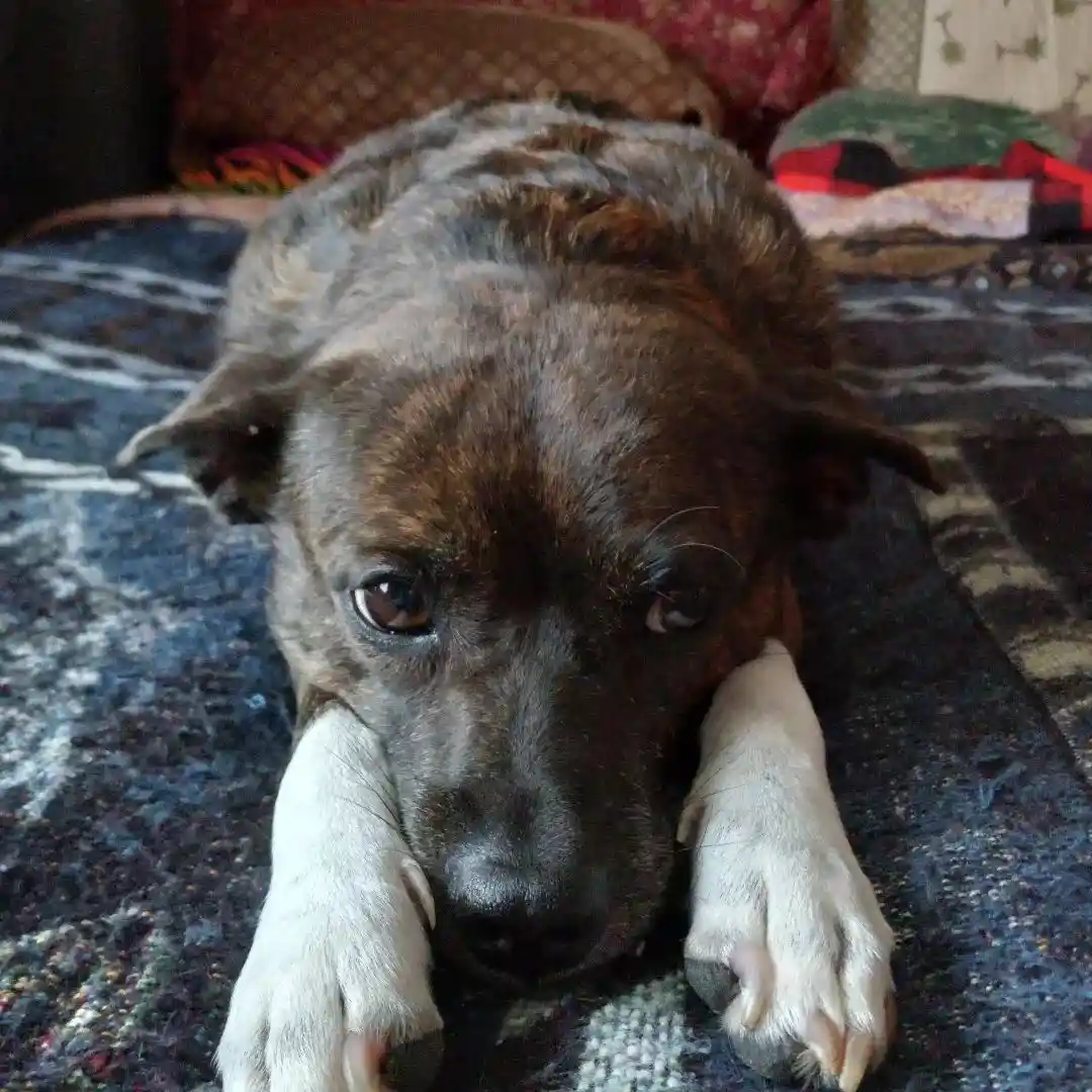 A brindle and white dog lies on a patterned rug with its front paws tucked under its chin, looking directly at the camera…