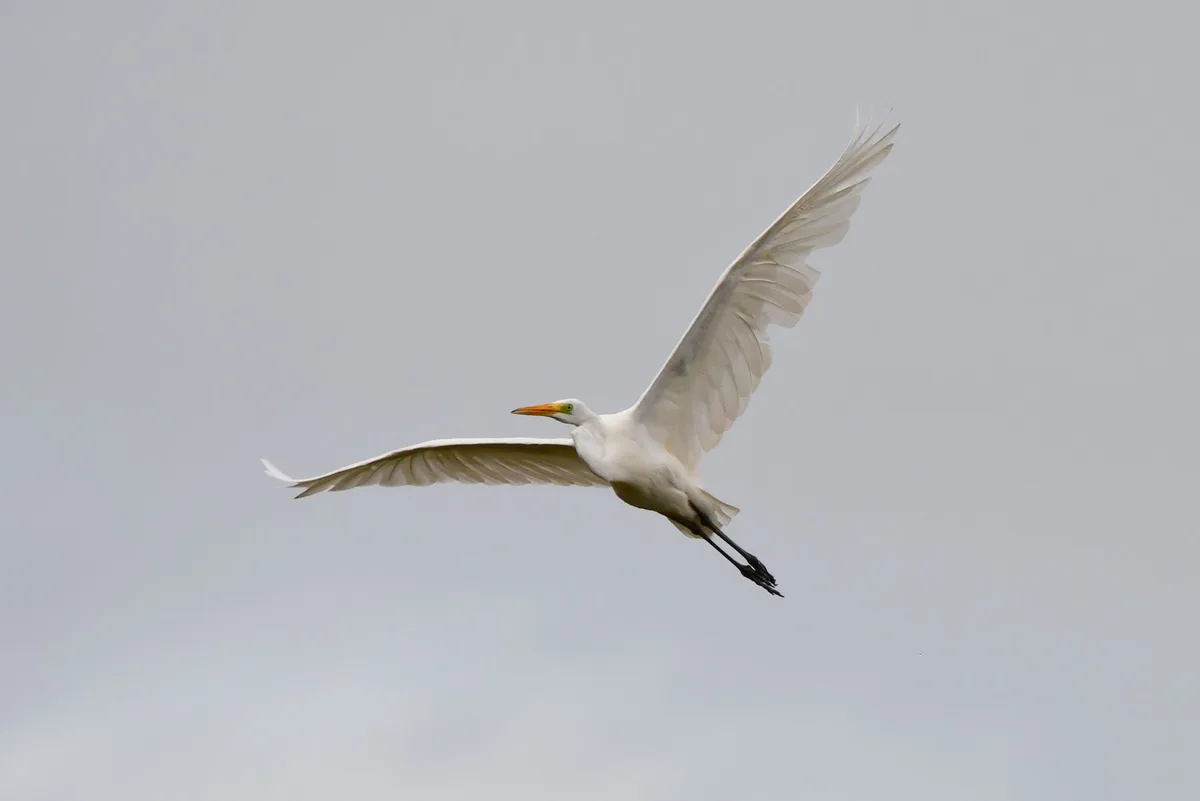 A white egret with outstretched wings is captured mid-flight against a plain gray sky, its long black legs trailing behind…