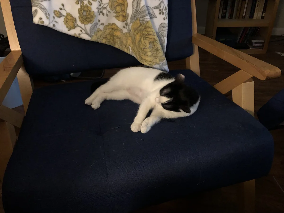 A black and white cat is lying on its side on a blue upholstered chair, appearing to be asleep or resting. The chair has…