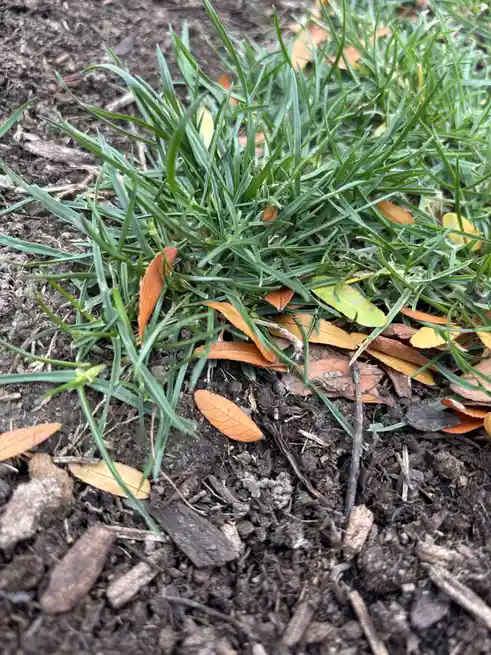 A close-up photo shows a small patch of green grass growing in dark soil, scattered with dried orange and brown leaves. The…