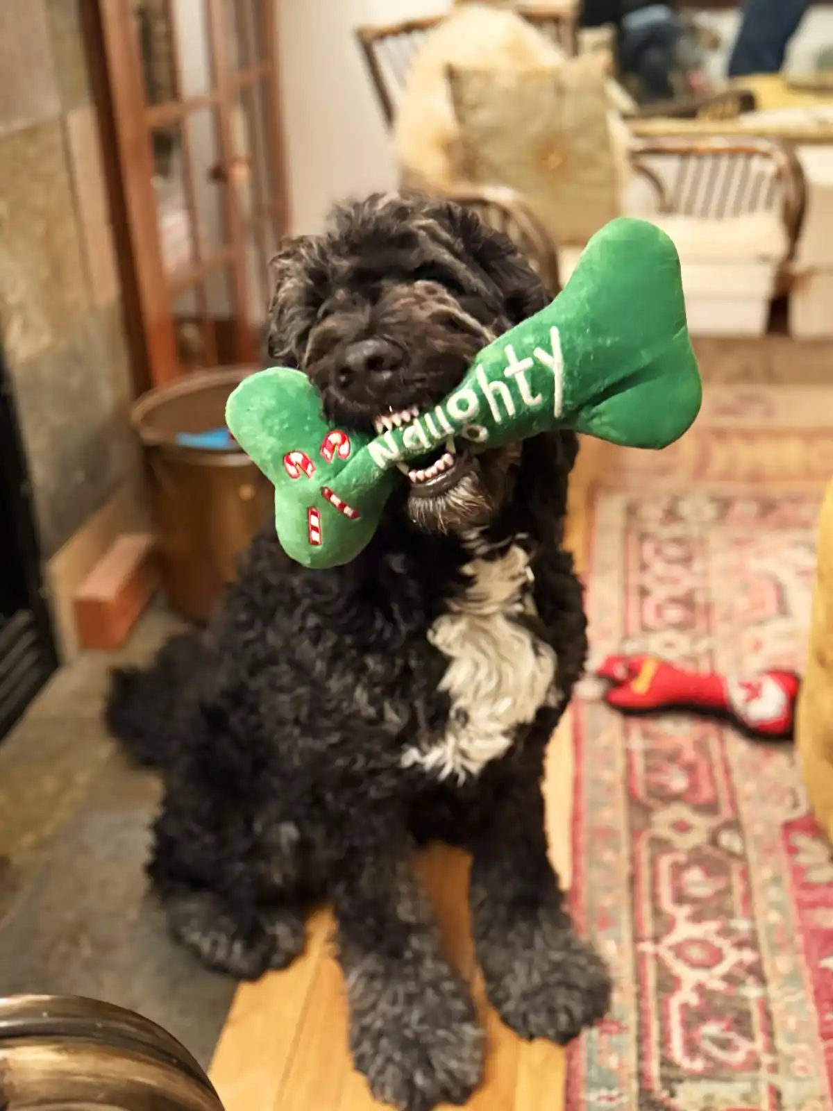 A black, curly-haired dog sits indoors holding a green plush bone-shaped toy in its mouth. The toy has the word 'Naughty'…