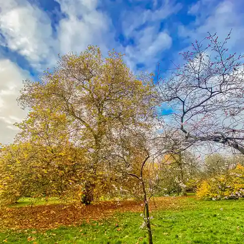 A vibrant park scene shows a large tree with autumnal yellow leaves alongside a smaller tree with pink blossoms, under a…