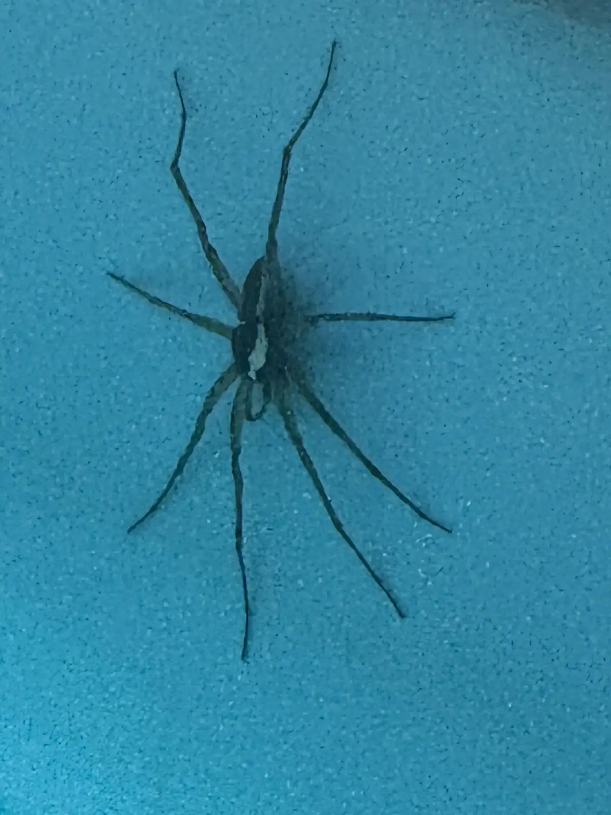 A dark-colored spider with long legs is seen on a textured blue surface, possibly a wall or floor. The image has overlaid…