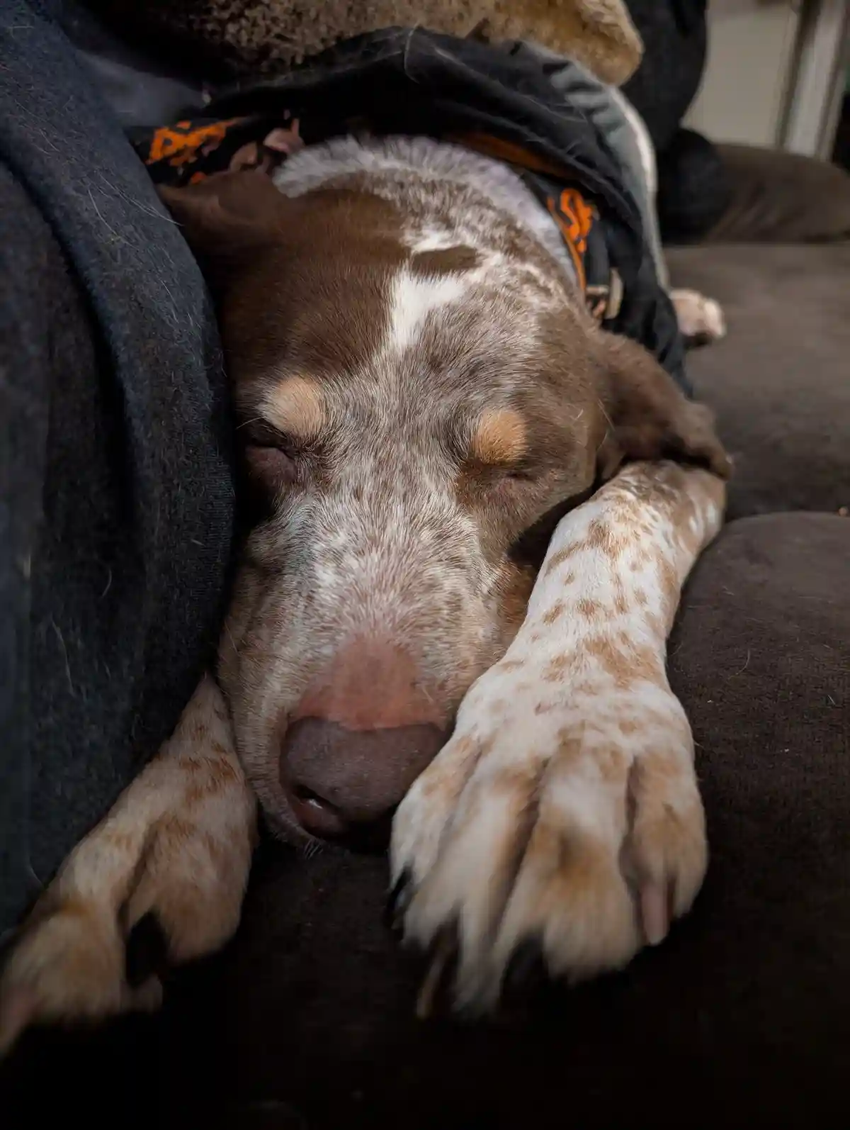 A brown and white spotted dog with closed eyes is sleeping peacefully on a dark couch, partially covered by a dark blanket…