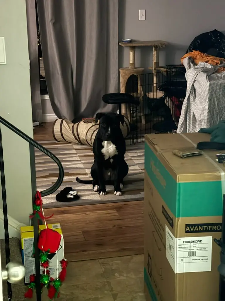A black and white dog sits solemnly on a wooden step in a cluttered room, looking directly at the camera with a serious…
