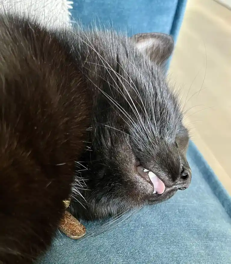 A close-up photo of a black cat lying on a blue couch, its mouth slightly open with its pink tongue sticking out and teeth…