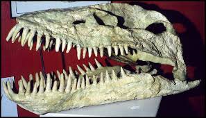 The image shows a fossilized skull of a large predatory dinosaur, likely a theropod, with prominent rows of sharp, conical…