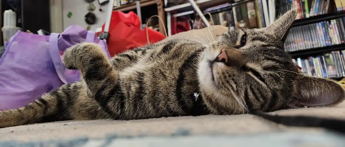 A tabby cat lies on its back on a carpeted floor, paws up, eyes half-closed in a relaxed, sleepy pose. Behind it are…