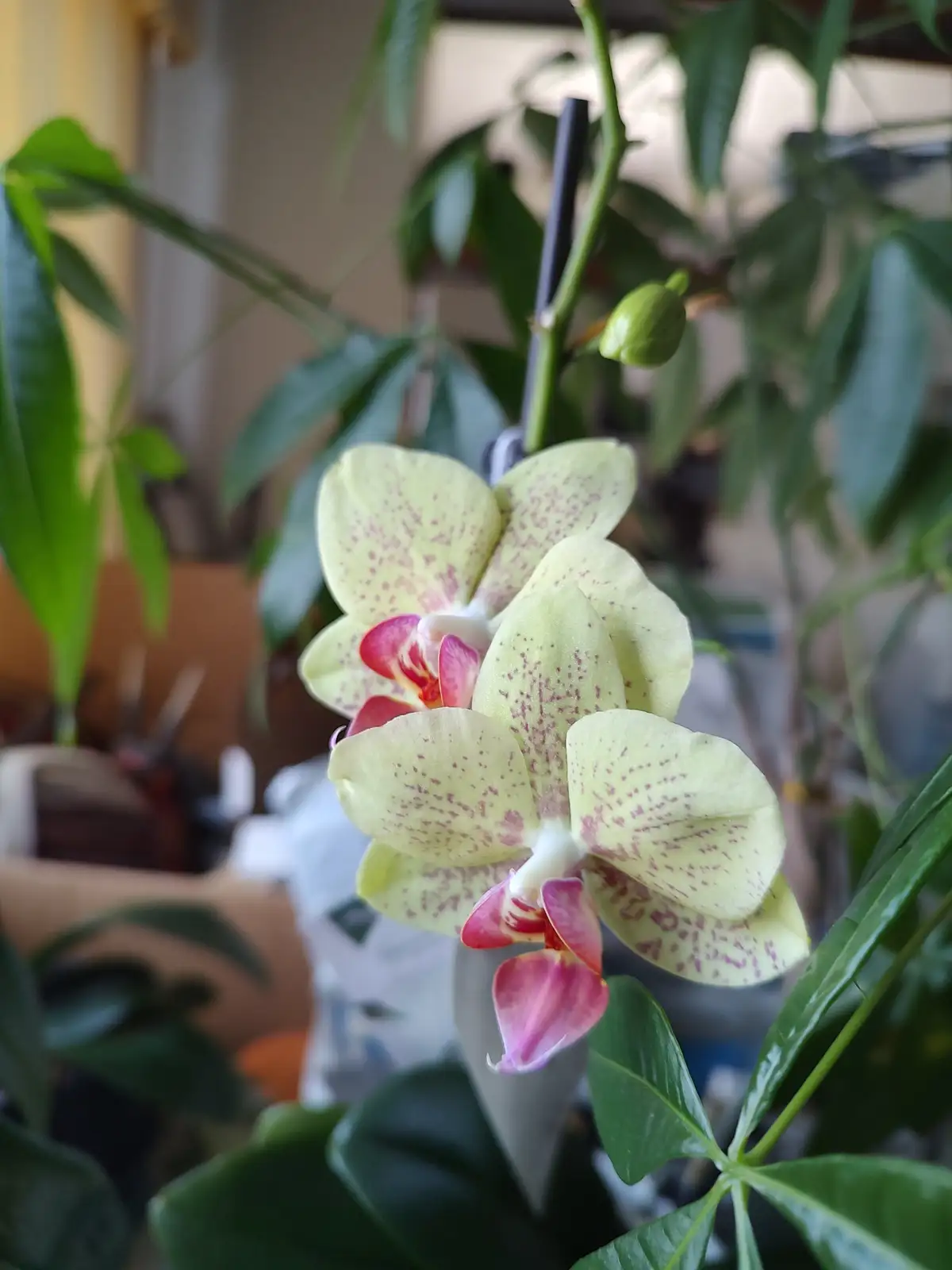A close-up photo of a light green orchid with pink speckles and pink center petals, growing indoors among other green…