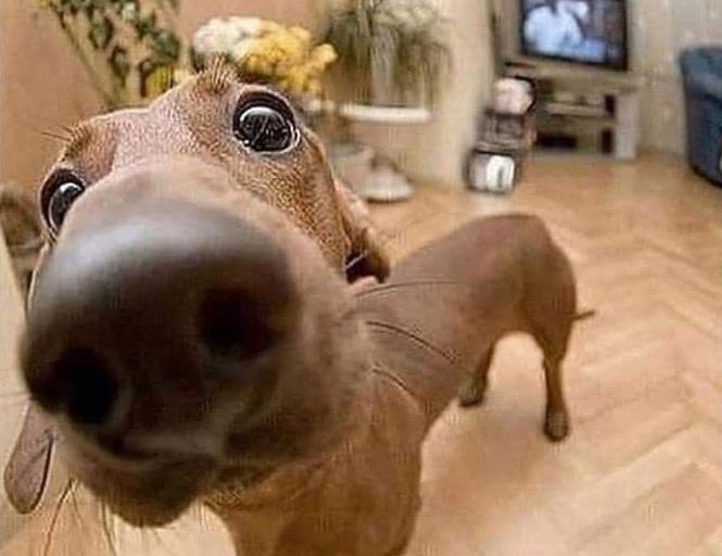 A close-up photo of a brown, hairless dog standing on a wooden floor, looking directly at the camera with an exaggeratedly…