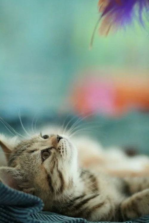 a close-up of a tabby kitten lying on its back on a blue textured blanket, gazing upward with wide eyes at a colorful…