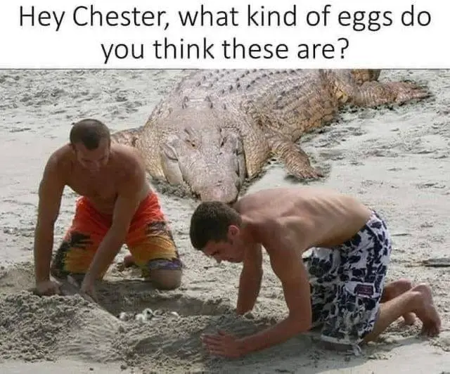 Two shirtless men are kneeling on a sandy beach, digging in the sand near a large alligator lying nearby. The man on the…