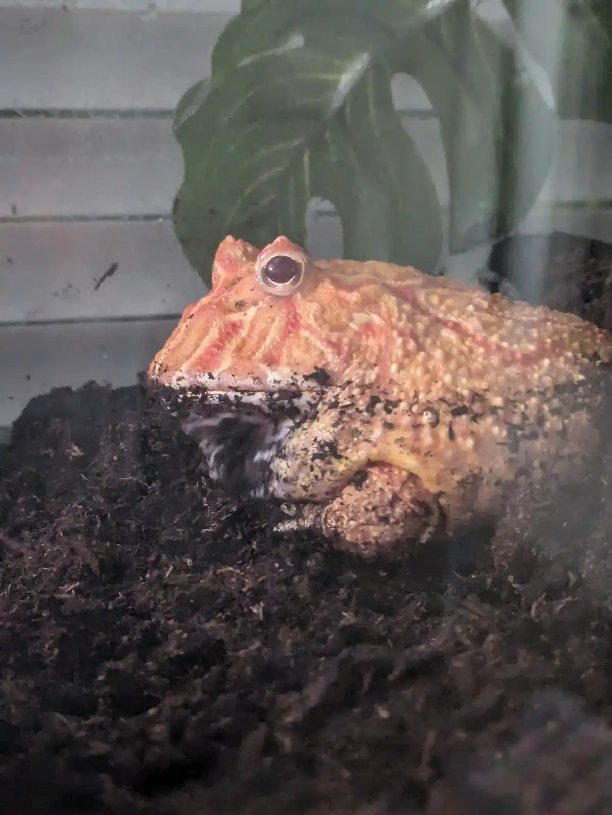 A close-up photo of a horned frog, likely a Pacman frog, sitting in dark soil inside a terrarium with a large green leaf in…