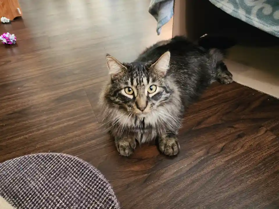 A fluffy tabby cat with green eyes sits on a dark wood floor, looking directly at the camera with a slightly unimpressed…