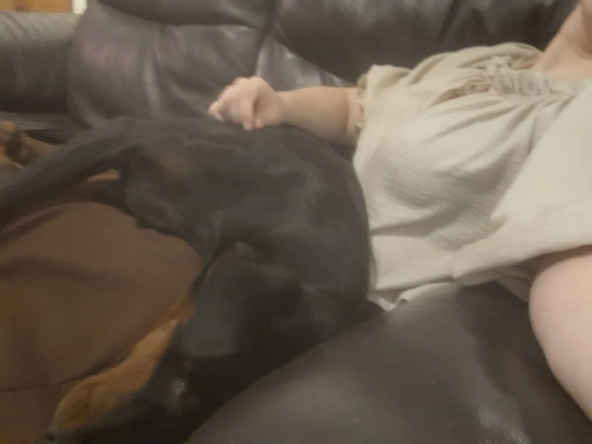 A blurry photo shows a person in a light-colored shirt reclining on a dark leather couch, with a black and tan dog lying…