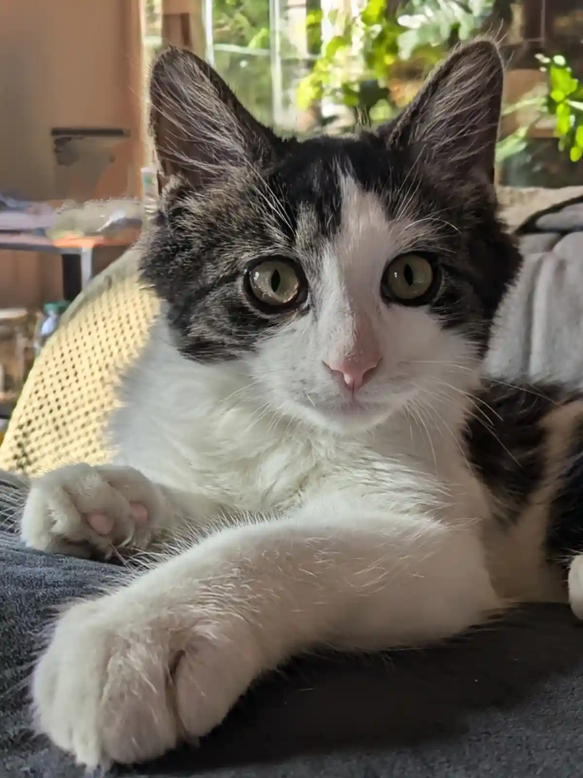 A black and white cat with wide, unblinking green eyes stares directly at the camera while lying on a dark gray surface, one…
