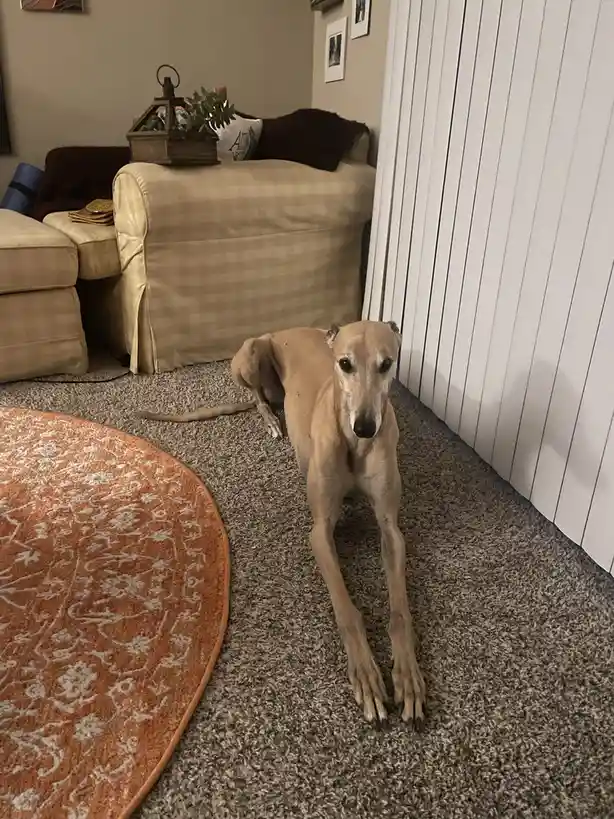 A slender, tan greyhound dog is lying down on a grey carpet in a living room, looking directly at the camera with a calm…