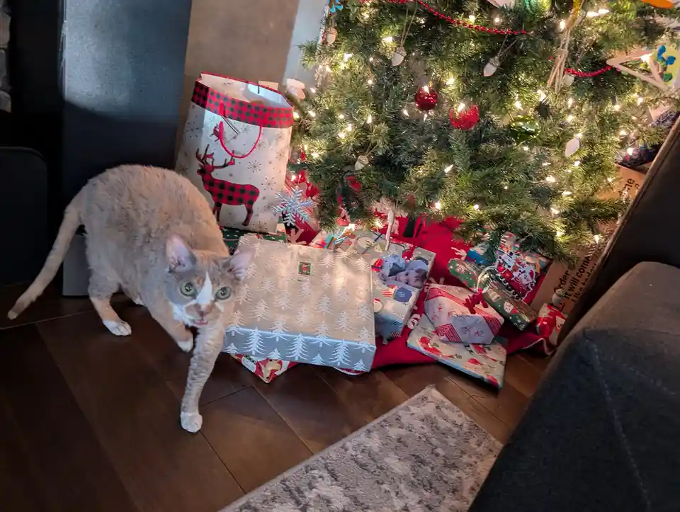 Vico Milk the Cornish Rex: the best gift ever!