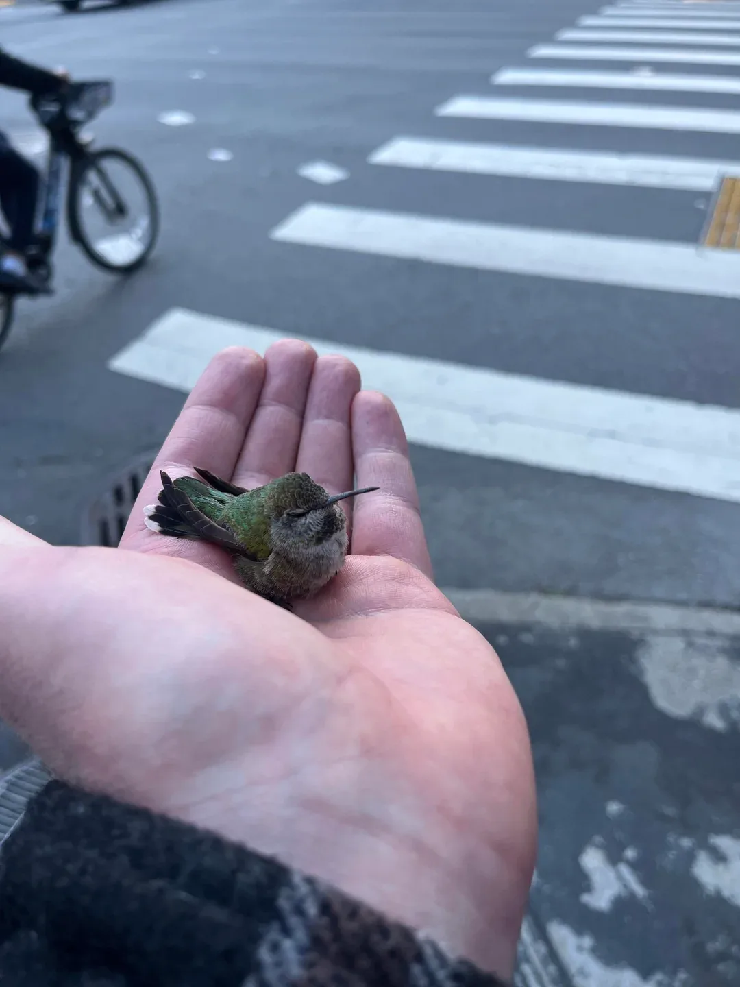 A small hummingbird with iridescent green feathers and a long beak is resting peacefully on an open human palm, eyes closed…