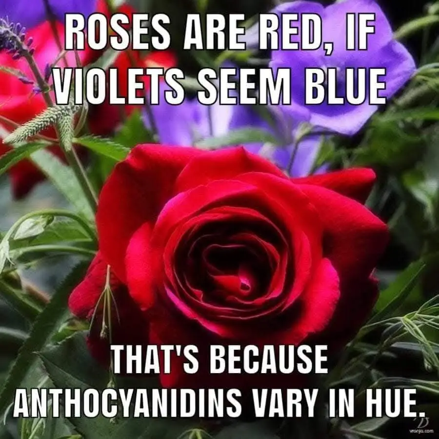 A close-up photo shows a vibrant red rose in the foreground with purple violets visible behind it, surrounded by green…