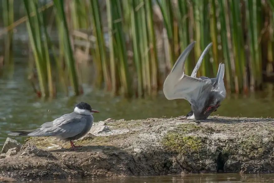 Two birds stand on a mossy rock near water with reeds in the background. One bird is upright and calm, while the other is…