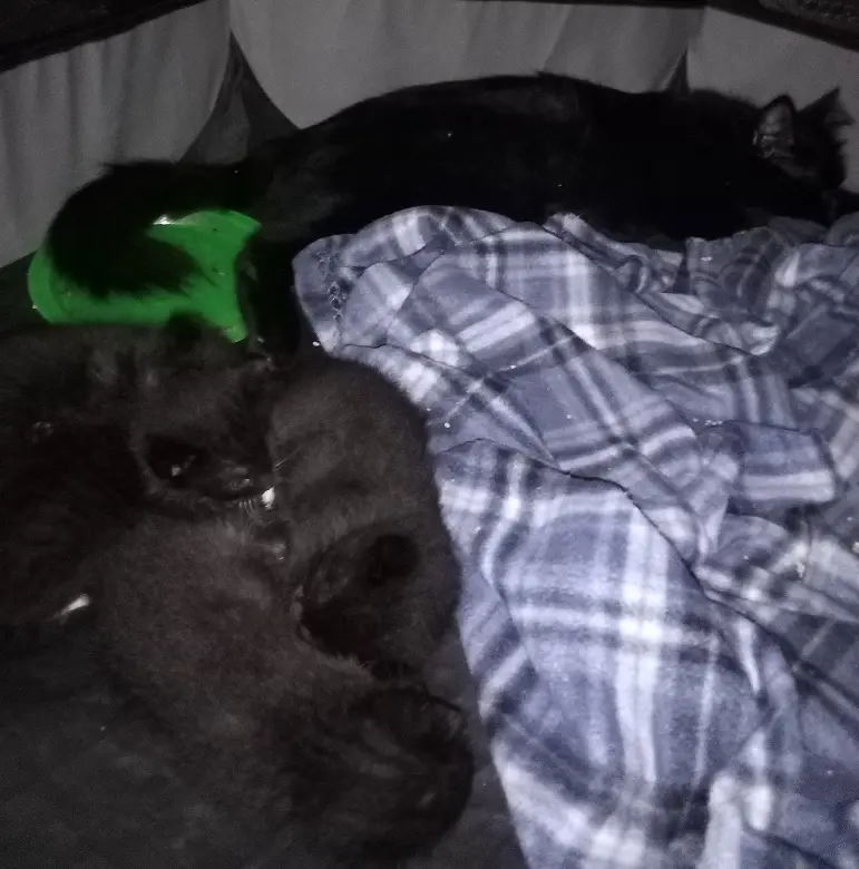 A black cat lies stretched out on a blue and white plaid blanket, appearing to be asleep or resting. In the foreground, two…