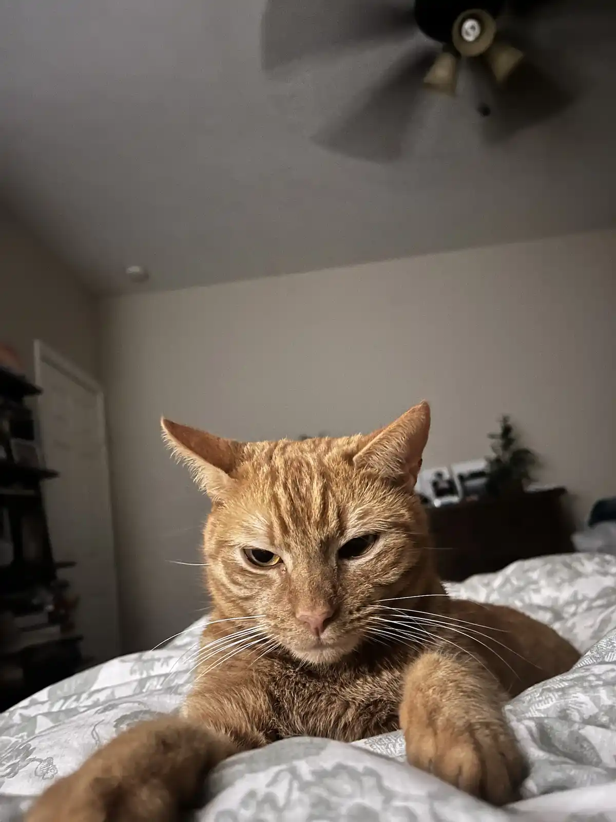 An orange tabby cat with a grumpy, unimpressed expression lies on a patterned bedspread, staring directly at the camera. The…