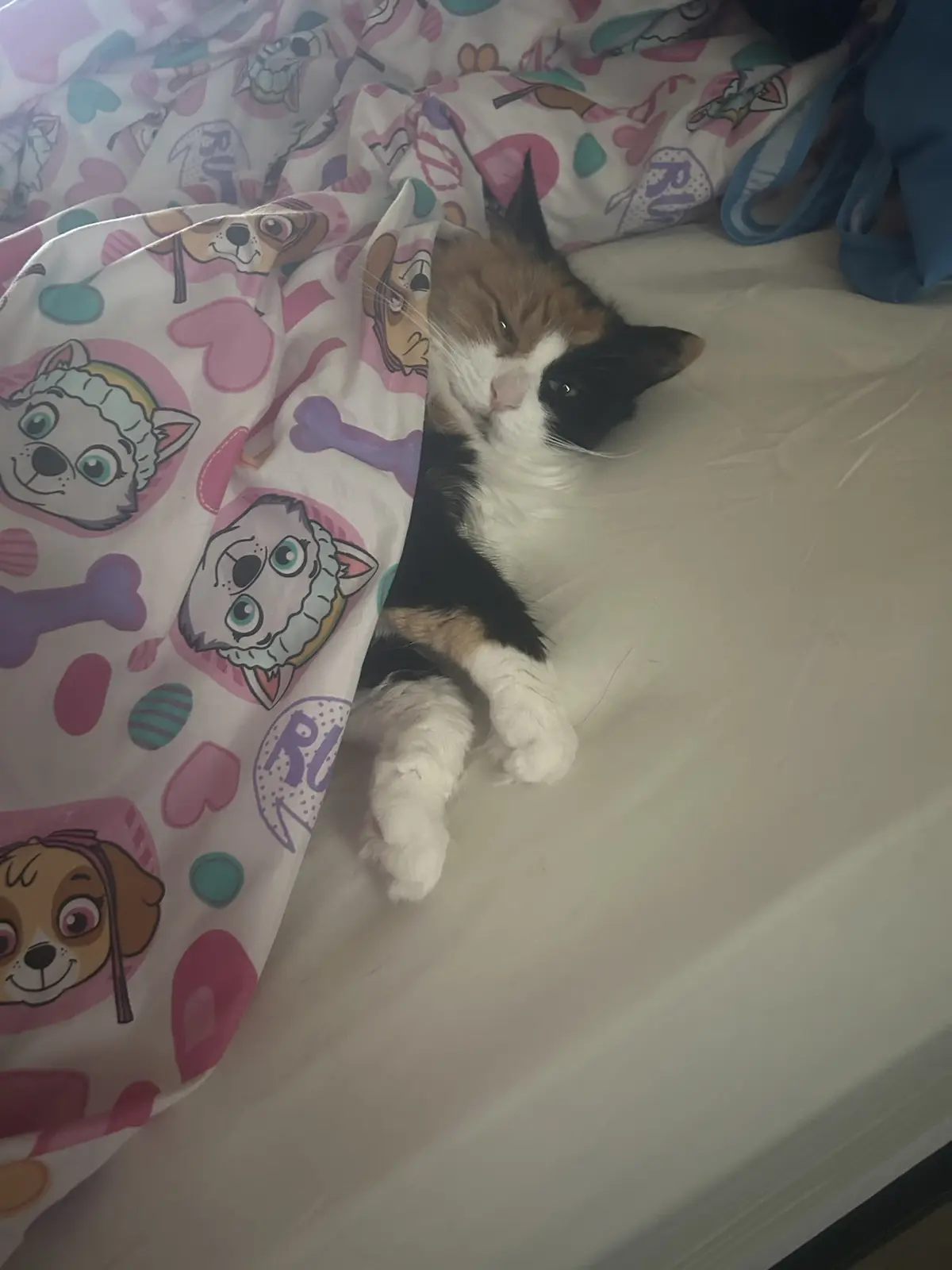A calico cat with black, white, and orange fur lies on a bed, partially covered by a colorful blanket featuring Paw Patrol…
