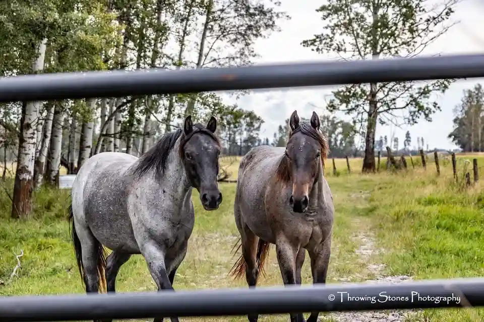 two gray horses stand side-by-side behind a black metal fence in a grassy field with trees in the background, both looking…