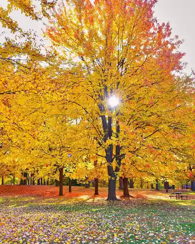 A vibrant autumn park scene with trees displaying brilliant yellow and orange foliage, sunlight shining through the canopy…