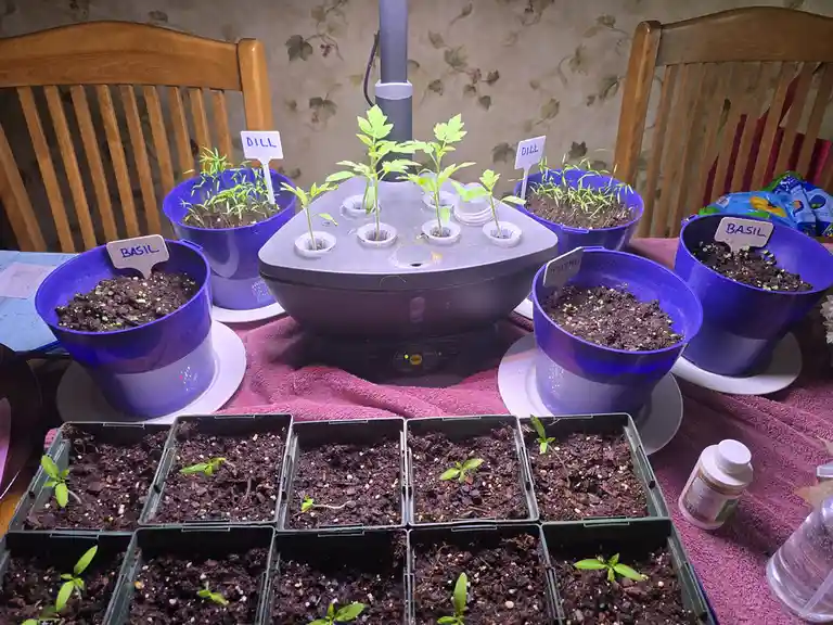 A table covered with a pink towel holds multiple blue pots and green trays filled with soil and small seedlings. Several…