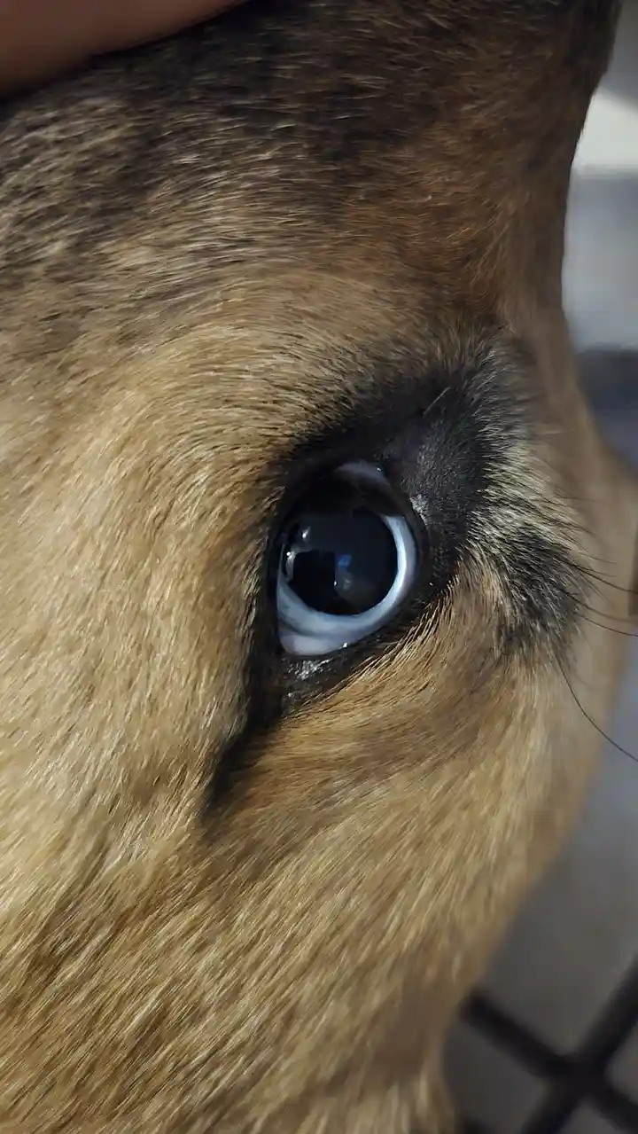 A close-up photo shows the intense, glossy eye of a brown-furred dog, with a human hand gently touching its head. The…