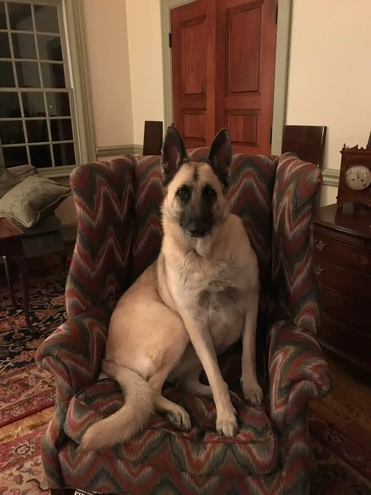 A German Shepherd dog sits regally in a large, patterned armchair in a warmly lit room, looking directly at the camera with…