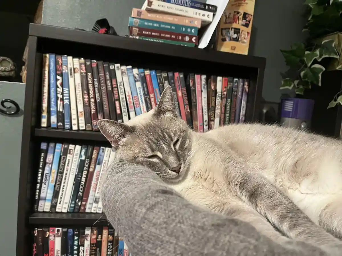 A grey and white cat is sleeping peacefully on a grey cushion in front of a bookshelf filled with DVDs. The cat's eyes are…