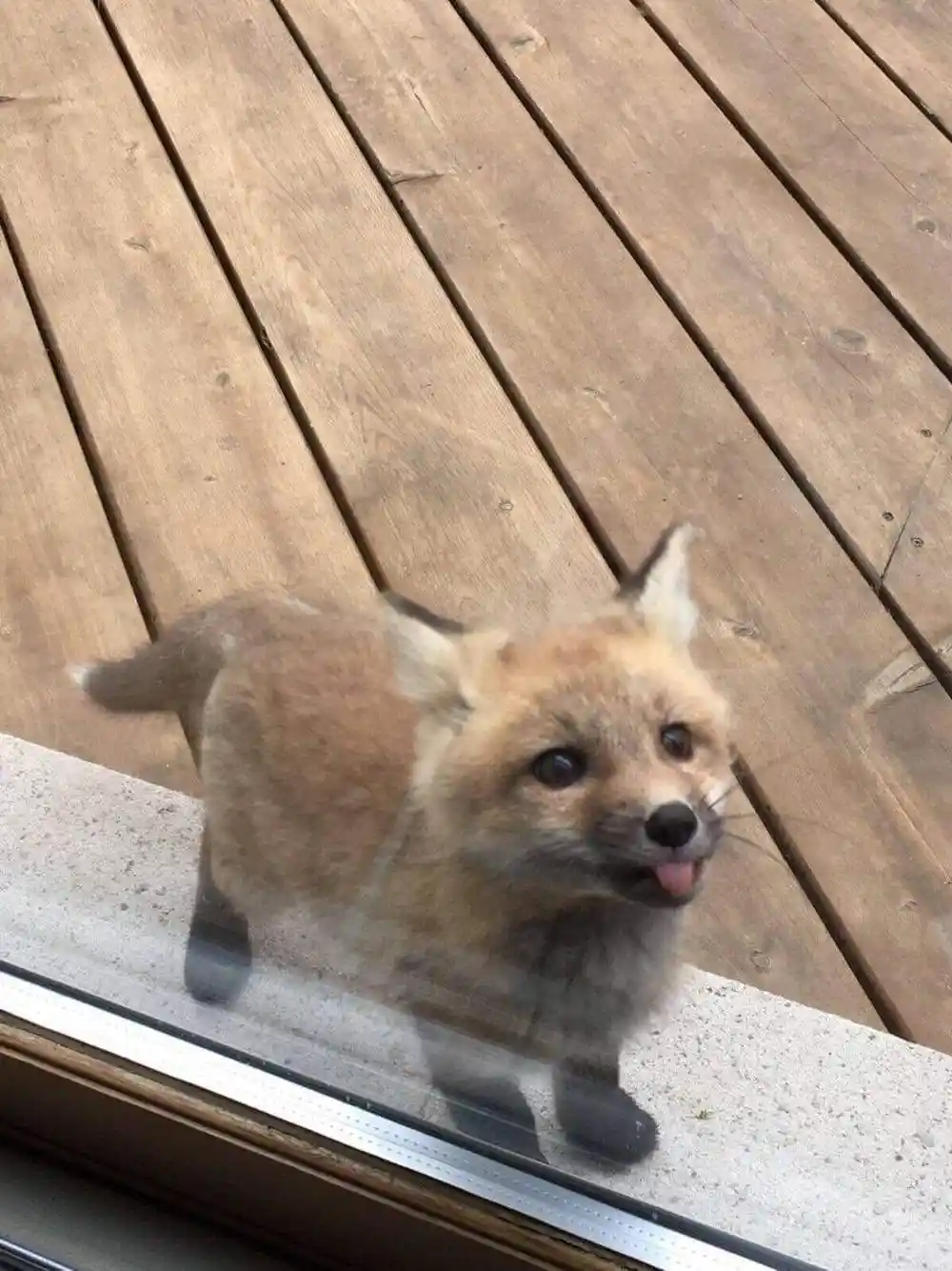 A small, young fox with reddish-brown fur and dark paws stands on a wooden deck, looking through a glass window with its…