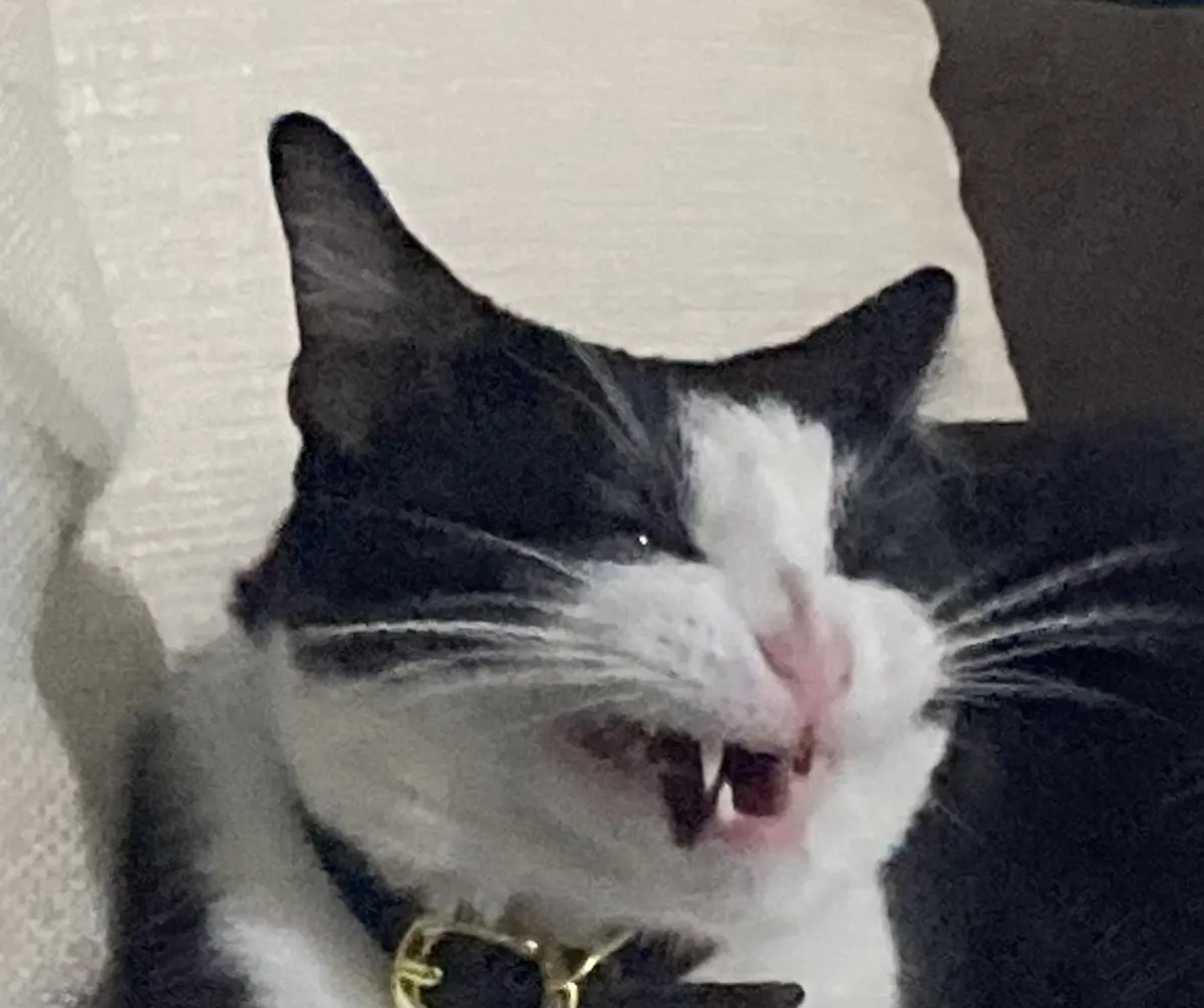 A close-up photo of a black and white cat with its mouth open, showing teeth and a pink tongue, as if hissing or growling…