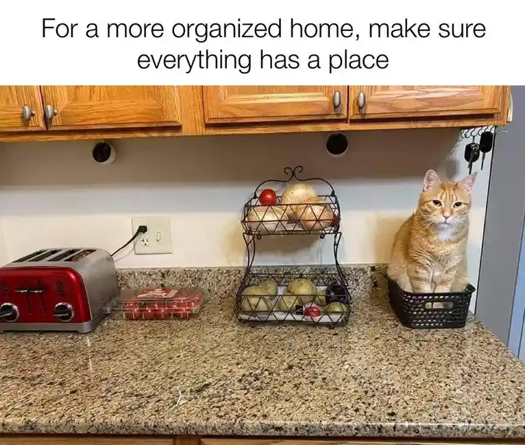 A kitchen counter with a red toaster, a container of cherry tomatoes, a two-tiered wire fruit basket holding onions and…