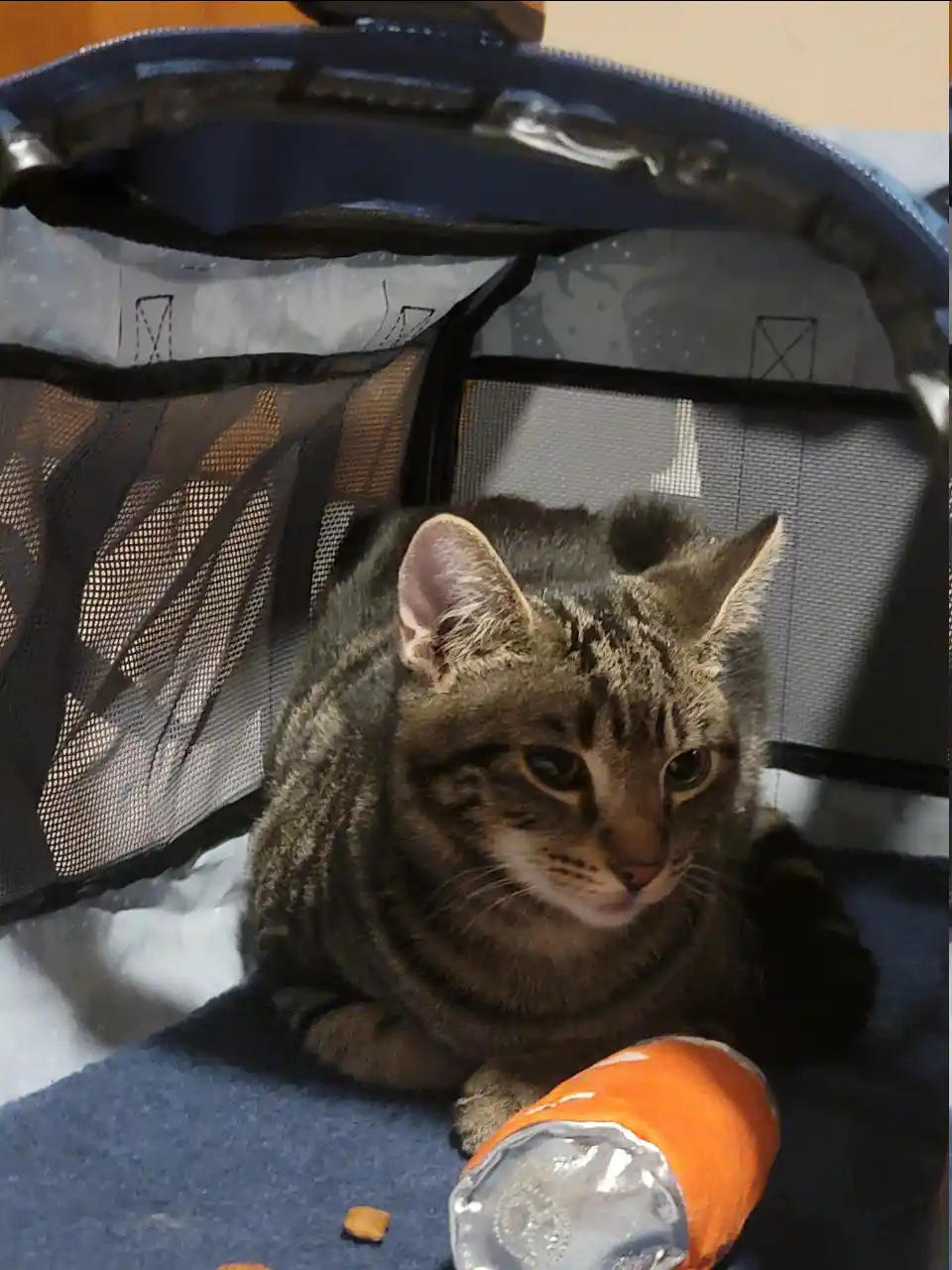 Meet my adorable new kitten, Dice!