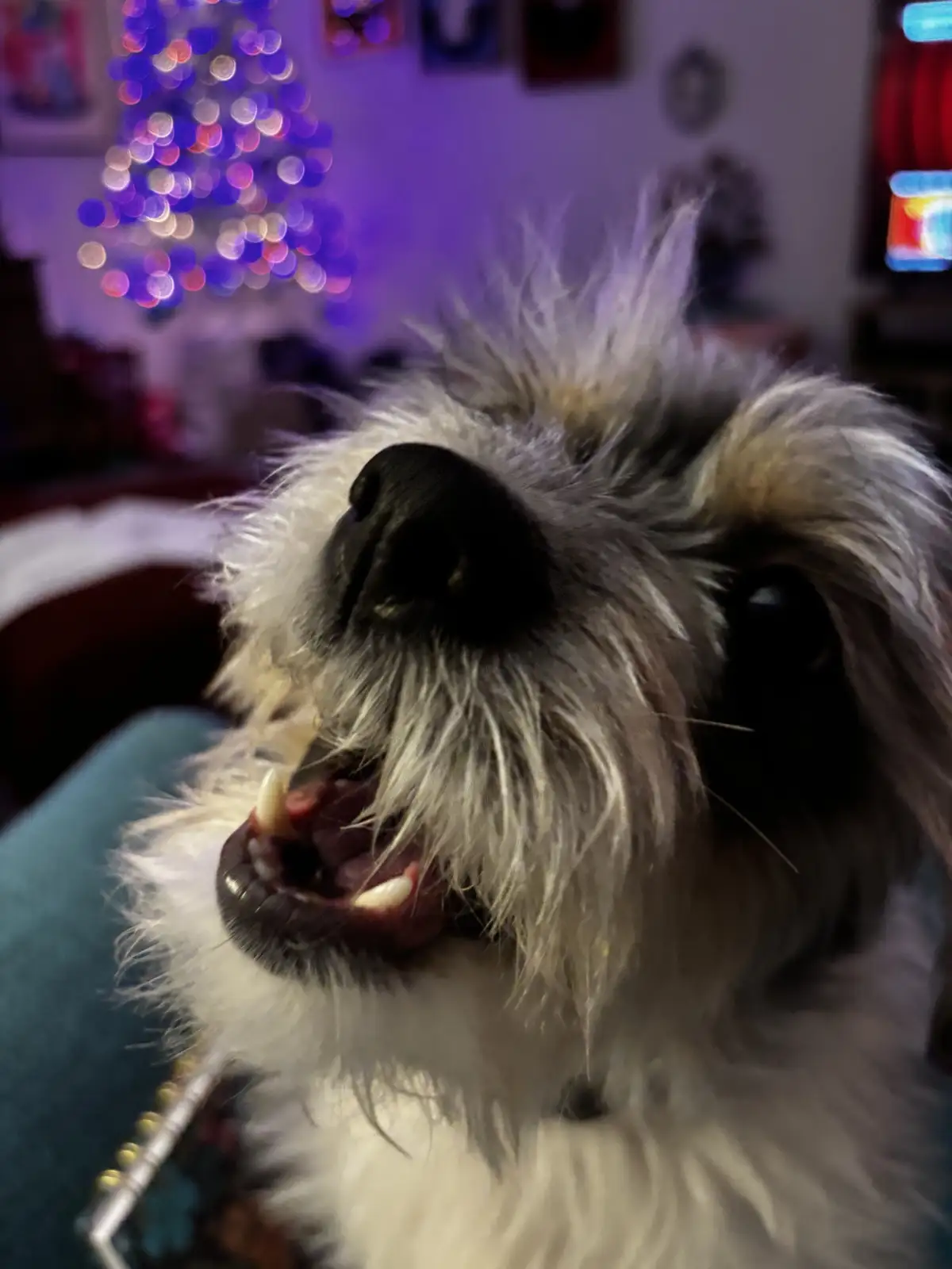 A close-up photo of a fluffy, long-haired dog with its mouth open, showing teeth and tongue, looking upward. The background…