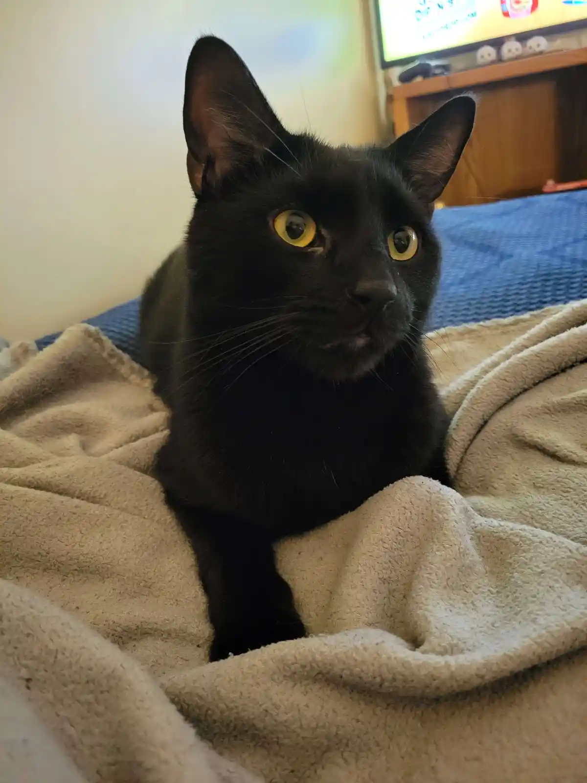 A black cat with wide, yellow eyes and a slightly open mouth sits on a beige blanket over a blue surface, looking directly…