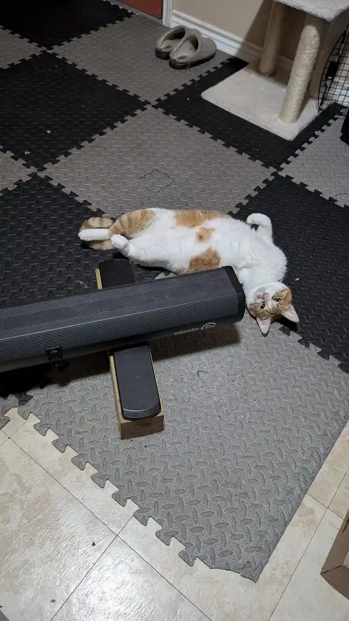 A white and orange cat lies on its back on a black Elgato streaming box, which is propped up on a wooden block on a…