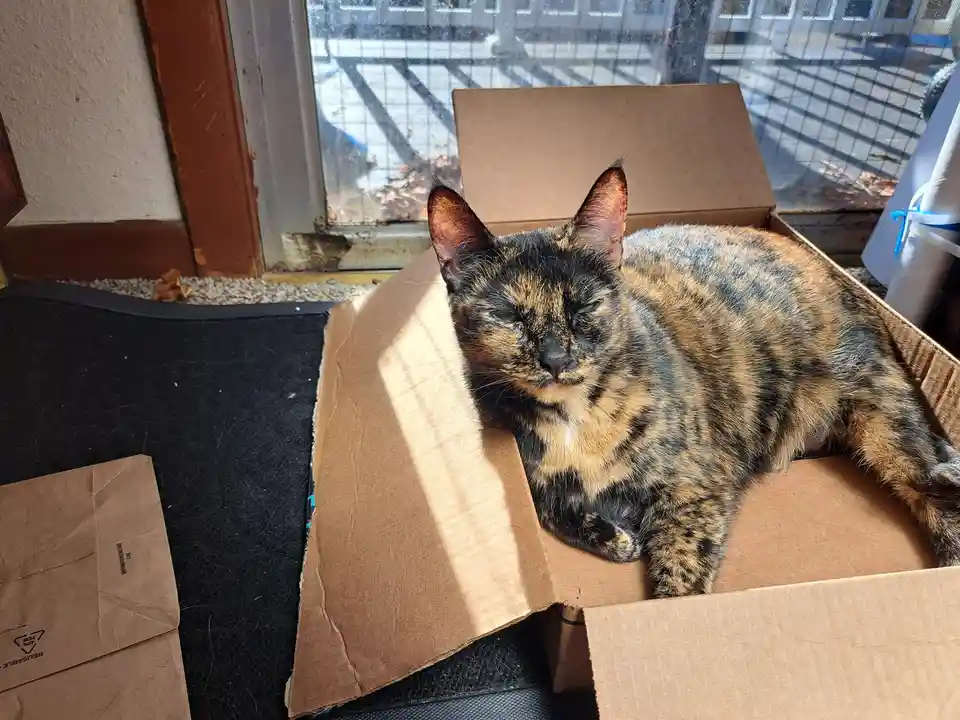 A tortoiseshell cat lounges lazily in a cardboard box near a window, basking in sunlight with half-closed eyes. The cat's…