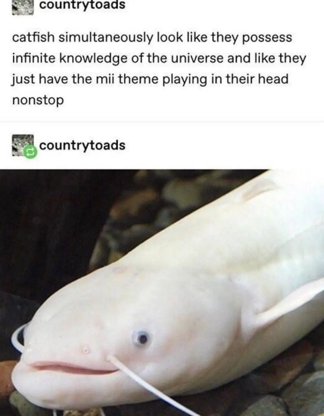 A close-up photo of a pale, albino catfish with large, dark eyes and prominent whiskers, resting on rocks. The overlaid text…