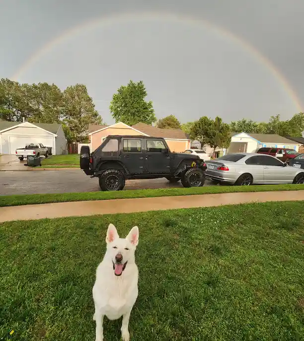 A white German Shepherd dog sits happily on a green lawn in a suburban neighborhood, with a full rainbow arcing across the…