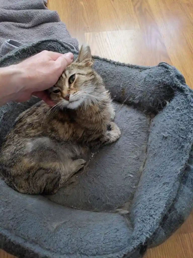 A tabby cat sits in a grey, fluffy pet bed on a wooden floor, looking unimpressed as a human hand pets its head. The cat's…