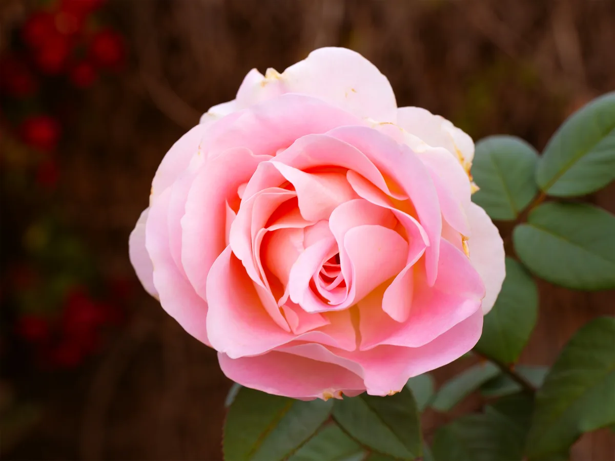 A close-up photograph of a fully bloomed, light pink rose with layered petals, set against a blurred background of brown…