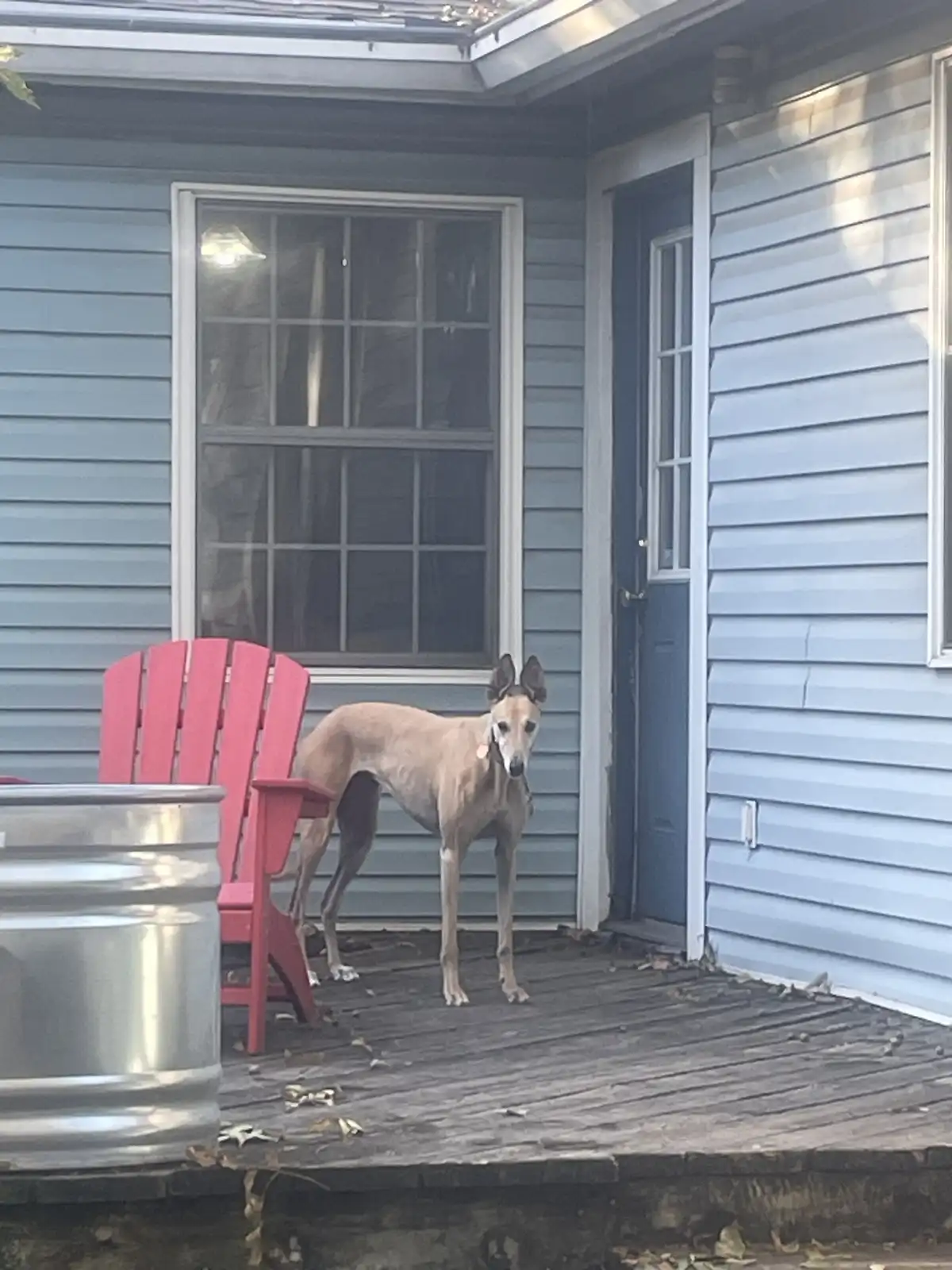 A slender, tan-colored dog with large ears stands on a wooden porch in front of a blue house, looking directly at the…