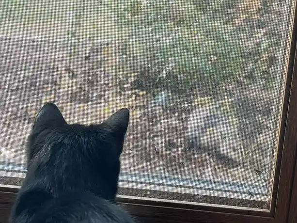 A black cat viewed from behind, staring intently through a window screen at an outdoor scene of fallen leaves and grass. The…