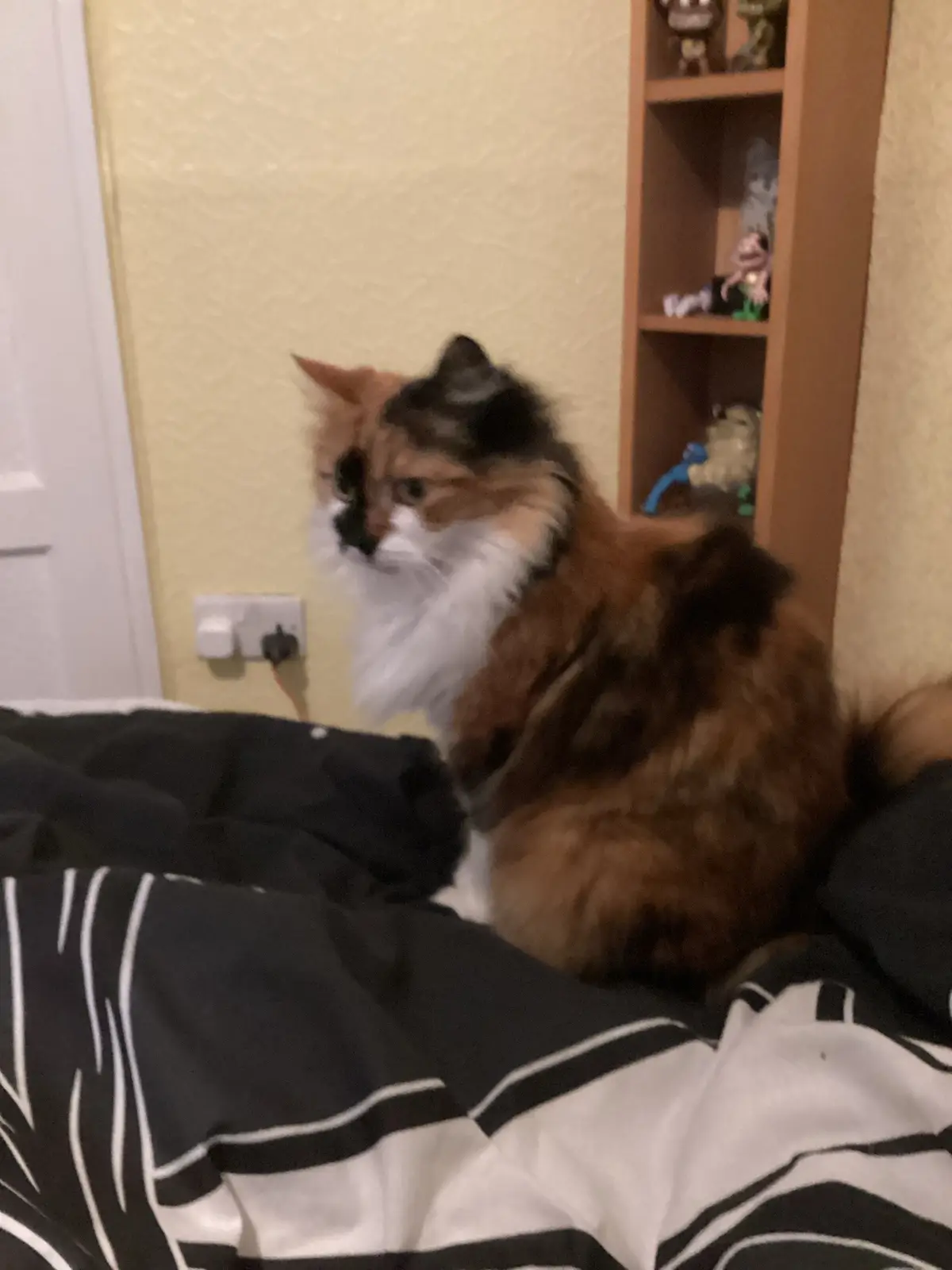 A fluffy calico cat with orange, black, and white fur sits on a black-and-white patterned bedspread, looking off to the side…