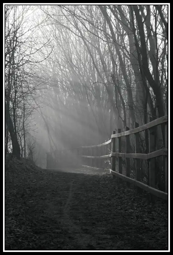 A black-and-white photograph shows a narrow dirt path winding through a misty, leafless forest, flanked by a wooden fence on…